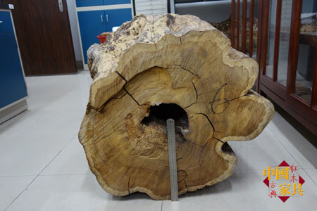 2華南農大種植的黃花梨倒下時壽命80年，胸徑79厘米，邊材只有3厘米